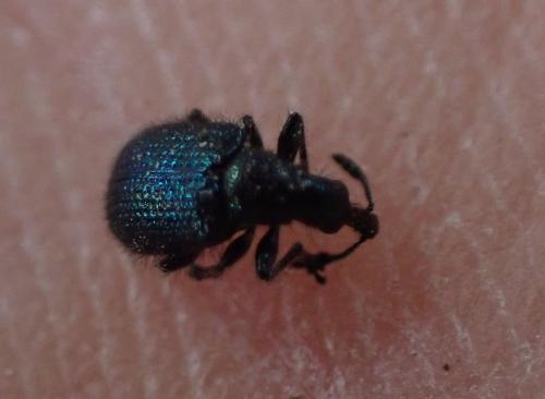 Réf. 321 429 : Involvulus caeruleus